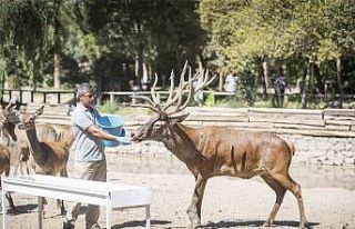 İyileşen kızıl geyik yeni yuvasında