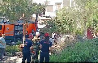 İzmir’de ağaç park halindeki otomobillerin üzerine...
