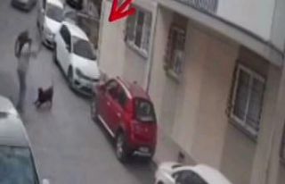 İzmir’de köpeğe kemerli şiddet
