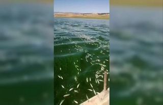 Kahramanmaraş’ta balık ölümleri
