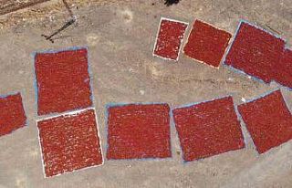 Kahramanmaraş’ta coğrafi işaretli biberde hasat...