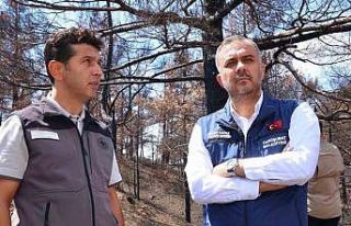 Kahramanmaraş’ta yanan ormanlık alanlar fidanlarla...