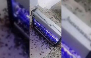 Kahverengi kokarcaya ultraviyole çözüm