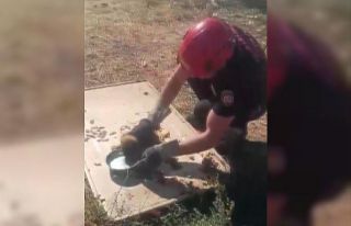 Kanala düşen yavru köpek kurtarıldı