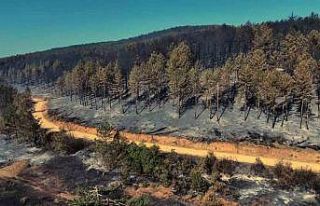 Karabük’teki orman yangınında geriye acı manzara...