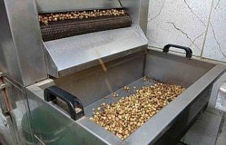 Karadeniz’de fındık hasadı tamamlandı: Üretici...