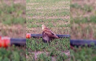 Karapınar’da yaralı halde bulunan Kızıl Şahin...