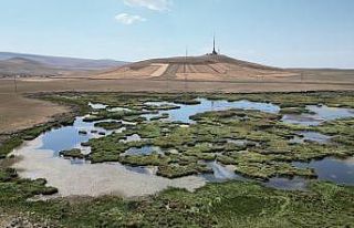 Kars’ta kuraklığın vurduğu Çalı Gölü’nü...