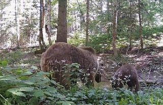 Kastamonu’da anne ayı ve yavrusu, su içerken fotokapana...