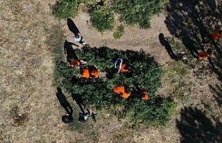 Kayseri’de ilkokul öğrencileri meyve bahçelerinde...