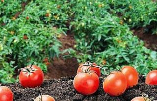 Kendi hammaddesini üretecek