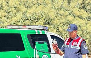 Kilis’te yaralı ak çaylak kuşu bulundu