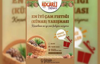 Koçarlı’da çam fıstığının en iyisi seçilecek