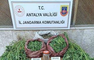 Korkuteli’nde 11,5 kilo skunk ele geçirildi