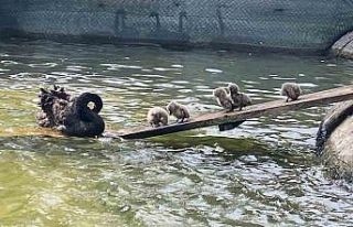 Kuğulu Park’ın 5 yavru kuğusu ziyaretçilerin...