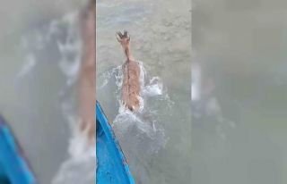 Kurtlardan kaçarken göle düşen dağ keçisini...