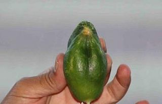 Kuş cennetinde ‘salatalık’ da kuşa benzedi