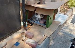 Mahalleli ve cami cemaatinin baktığı kedilerin...