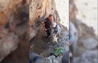 Malatya’da dağlık alanda mahsur kalan keçiler...