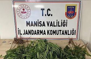 Manisa’da bahçesine kenevir eken kişi tutuklandı