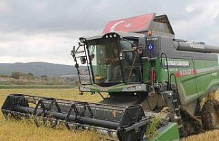 Manyas Ovası’nda çeltik hasadı başladı