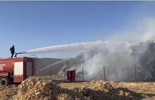 Mardin’de mısır balyalarının bulunduğu tarlada...