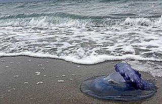 Mavi denizanaları sahile vurdu, görenler şaşırdı