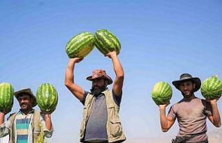 Muş’ta karpuz hasadından 2 milyar liralık gelir...