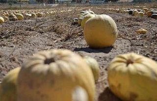 Nevşehir’de kabak çekirdeği hasadı başladı