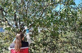 Ordu’da kahverengi kokarca ile mücadele çalışmaları...