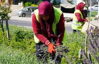 (ÖZEL) Bilecik’te göz kamaştıran lavantalar...