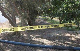 Para için arkadaşını narenciye bahçesinde satırla...