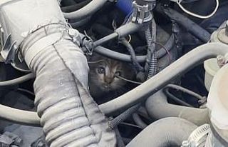 Polis ve itfaiyenin kedi kurtarma operasyonu