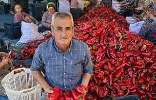 Salihli’de kapya biberde hasat zamanı