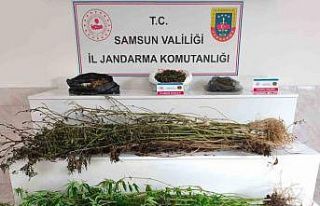 Samsun’da jandarma 2 kilo 355 gram esrar ele geçirdi:...