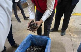 Saray ormanlarından trüf mantarı ihracatı