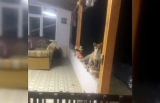 Saray’da tilki ile sohbet görenleri güldürdü