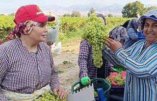 Sarıgöl’de 5,5 kiloluk üzüm salkımı