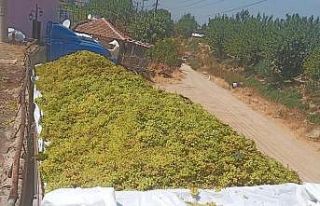 Sarıgöl’de şaraplık üzüm alımları sürüyor