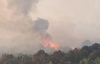 Sazlık alanda çıkan yangın ormana sıçradı