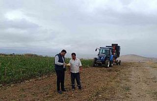 Şeker pancarı hasadı başladı