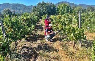 Simav’da bağlarda Üzüm Survey çalışmaları