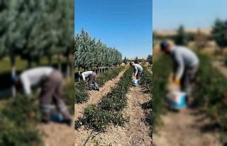 Sincan Belediyesi, organik sebze ve meyveleri ihtiyaç...