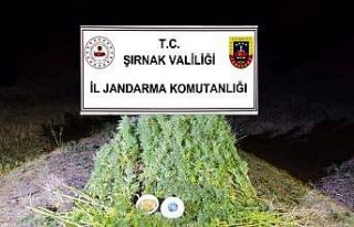 Şırnak’ta Jandarma’dan 22 milyon 861 bin liralık...