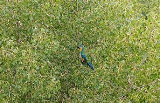 Sivaslıların Rusça konuşan papağanla imtihanı