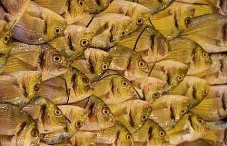 Su Ürünleri Derneği: En güvenilir protein kaynağı...