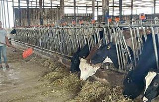 Süt üreticilerinden ’yem dayatması’na tepki