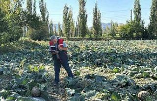 Tarım ürünlerinin tarladaki kalite kontrolleri...