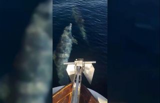 Tekirdağ’da yunusların tekneyle yarışı kamerada