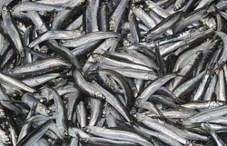 Tezgahların gözdesi ’hamsi’